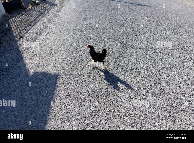 De Populairste Spelautomaten Game: Chicken Road Nederland, Gaan Jij Gokken?, chicken road online